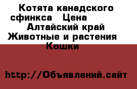 Котята канадского сфинкса › Цена ­ 1 200 - Алтайский край Животные и растения » Кошки   